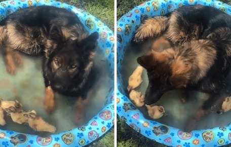 german shepherd in paddling pool with ducklings