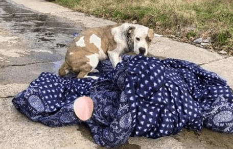 pitbull abandonado nochevieja mantita dallas