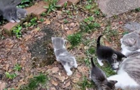 Mother cat and kittens