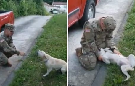 small yellow dog and US soldier next to red car