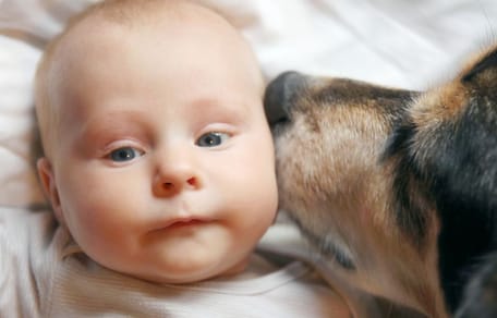 gsd type dog licks baby's face
