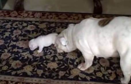Bulldog Patches teaches puppy Elvis to walk