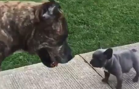 french bulldog and brindle cane corso