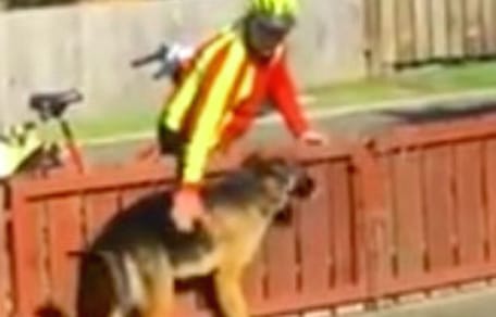 postino-con-pastore-tedesco