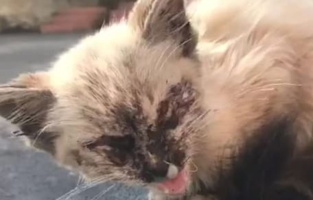 white kitten with dark face