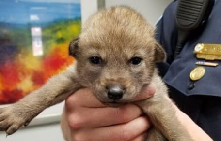 Baby coyote