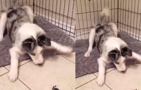 Dog  upset by something in bed