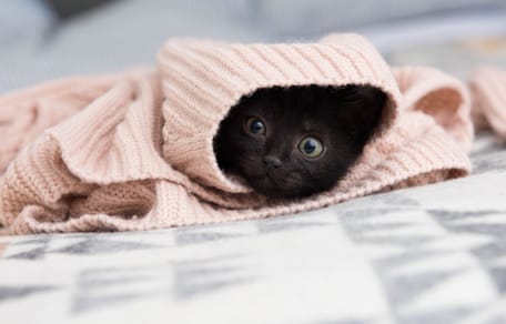 black kitten hiding under pink blanket