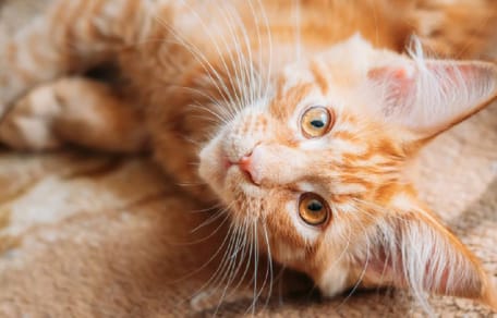 cuanto dura el celo de una gata