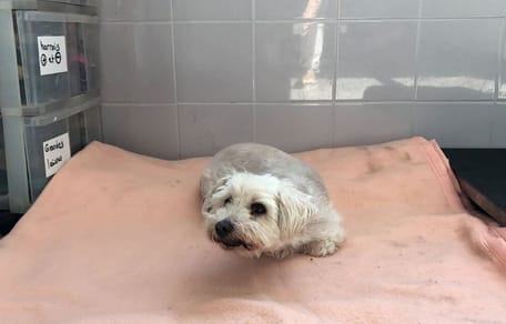 Small white dog lies in a kennel