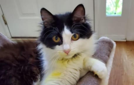 Cat owners need to undertand the dangers of houseplants