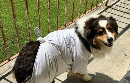 Australian Shepherd mit T-Shirt