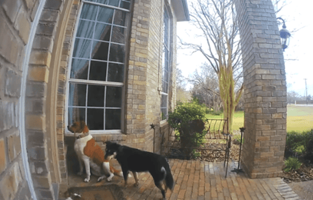 three mutts standing outside a house