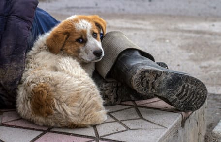 white dog with brown spots laying next to man's legs