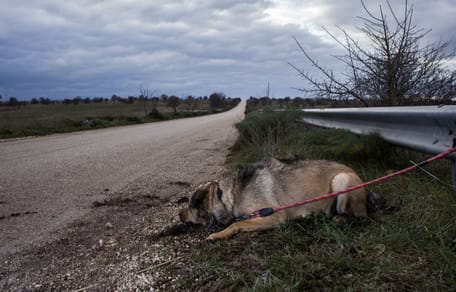 Día Mundial contra el Abandono de Animales: más de 292.000 perros y gatos rescatados por protectoras en un año