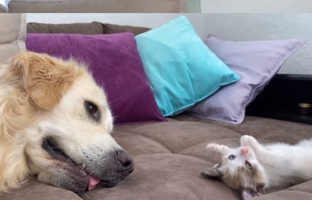 Golden retriever leży na kanapie z małym kotkiem.