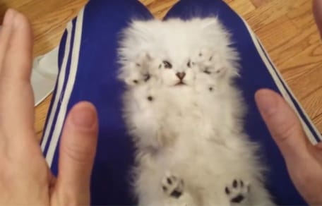 Mały, biały pers na kolanach.