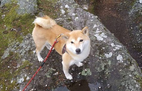 Shiba Inu Iris