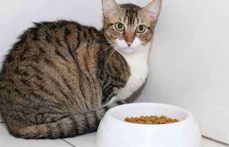 gato tumbado cerca plato pienso