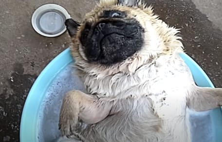 video perro raza pug durmiendo agua