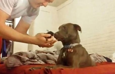 Kociak_i_pitbull