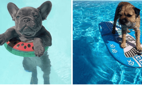 perros en la piscina