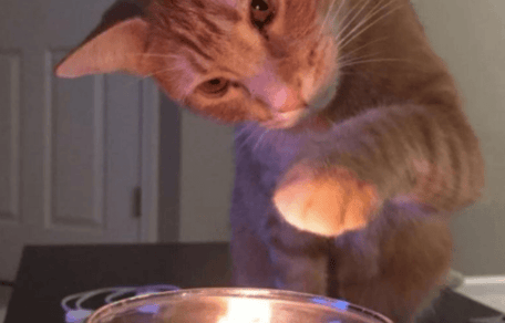 Embarazada por culpa su gato: las redes no dan crédito