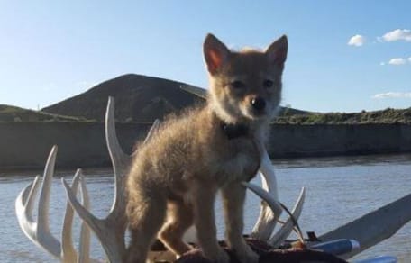 Coyote puppy on a canoe