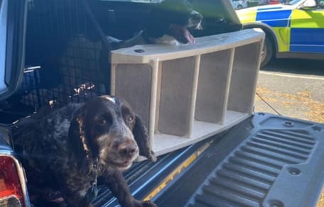 two spaniel type dogs in trunk of car