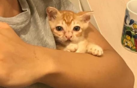 kitten with underbite held in arms