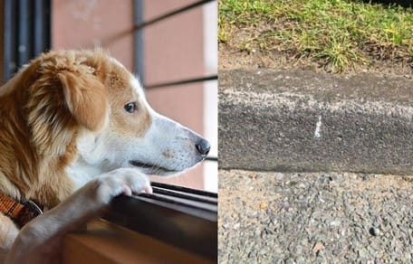 Dog looking out window/markings on ground