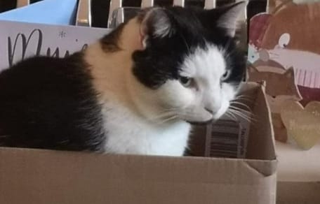 A picture of Thomas the feline thief in a box