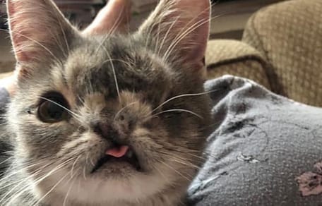 gata con deformacion