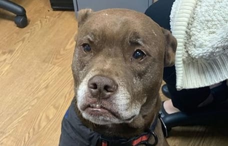 Suczka Halo pitbull