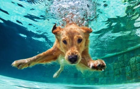 hidroterapia en perros