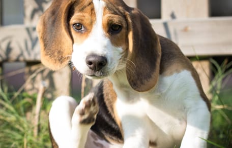 Ojee, je hond heeft vlooien! Zo bestrijd je vlooien bij honden