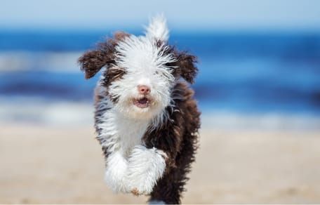 cachorros de perros de agua español