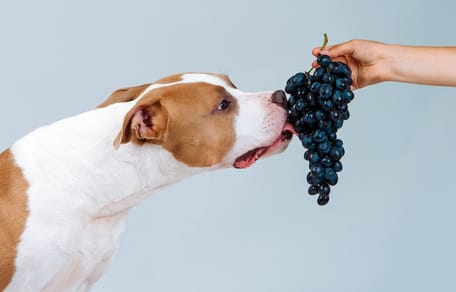 los perros pueden comer uvas
