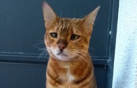 Eine traurige Bengalkatze