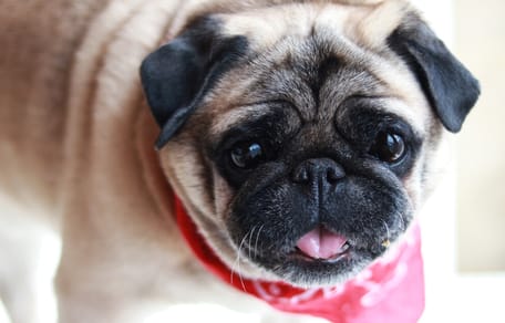 raza de perro braquicéfalo