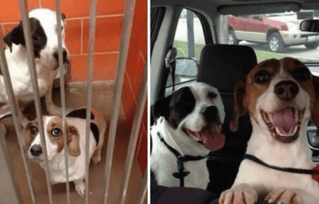 perros felices