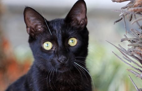 gato negro bombay