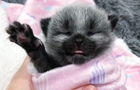 Graues Katzenbaby mit Milchfläschchen