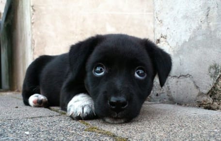 cucciolo nero con sguardo triste