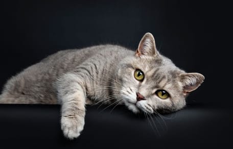 Wie alt werden Katzen: Ältere British Shorthair Katze