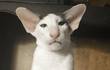 gato oriental orejas grandes