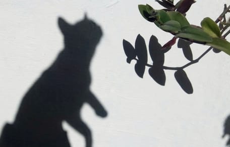 Schatten von Katze an Hauswand