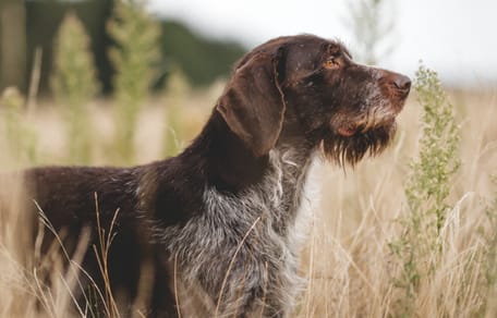 razas de perros de pelo duro
