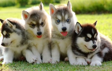nomi per Husky cuccioli