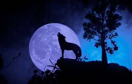 perro aullando a la luna